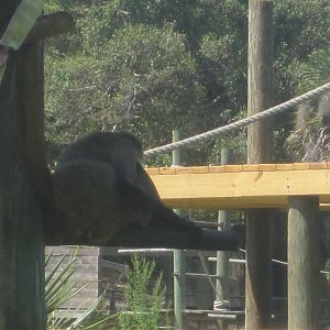 Primate Expedition Cruise- Lucky