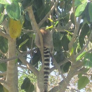 Primate Expedition Cruise- Lemur Tail