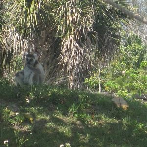 Primate Expedition Cruise- Ring-Tailed Lemur