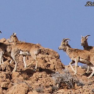 transcaspian urial sheeps in the Wild