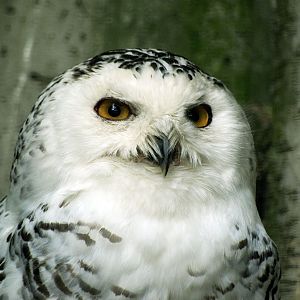 Snowy owl