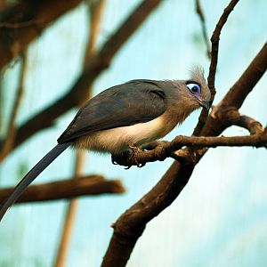 Crested coua