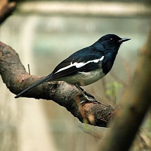Oriental Magpie robin