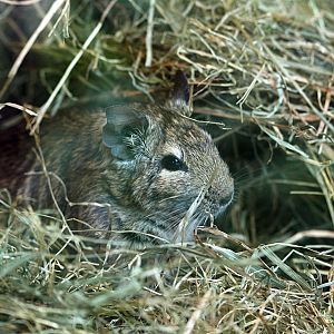 Degu