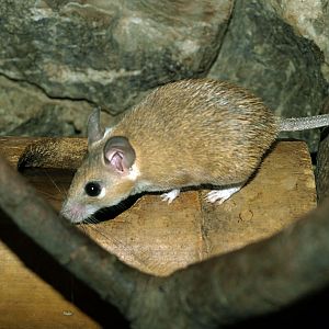 Cretan Spiny mouse