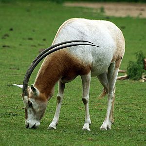 Scimitar horned oryx