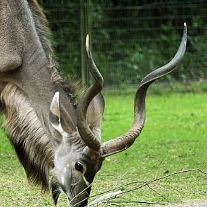 Kudu