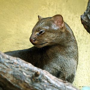 Jaguarundi