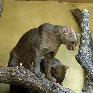Jaguarundi