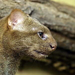 Jaguarundi