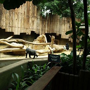 Interior of Tropical Ape House