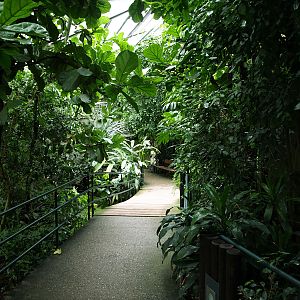 Interior of Tropical Ape House