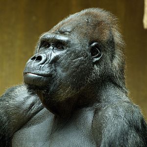 Western Lowland gorilla
