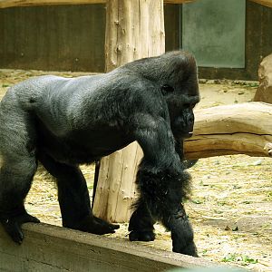 Western Lowland gorilla