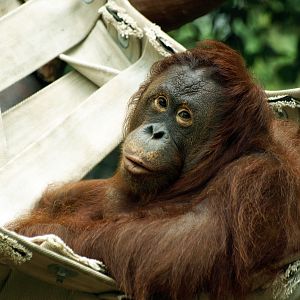 Bornean orangutan
