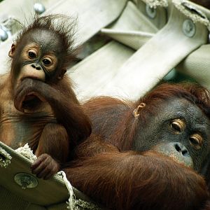 Bornean orangutan