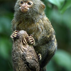 Pygmy marmoset