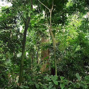 Rainforest house