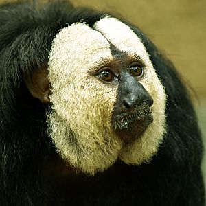 Male White-faced saki