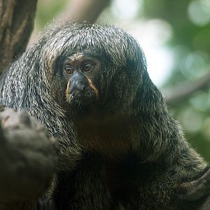 Female White-faced saki