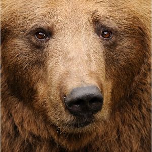 Brownbear at Wildpark Lüneburger Heide