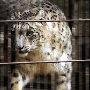 Snowleopard at Wildpark Lüneburger Heide