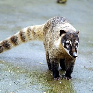 Coati at Wildpark Lüneburger Heide