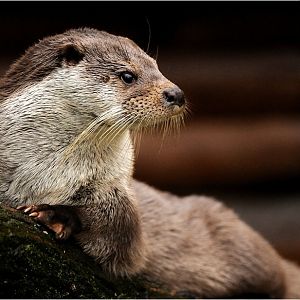 Otter at Wildpark Lüneburger Heide