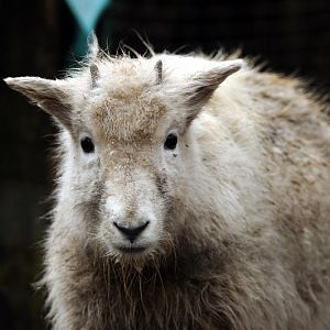 Rocky Mountain goat at Wildpark Lüneburger Heide