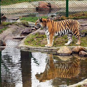 Tiger at Wildpark Lüneburger Heide