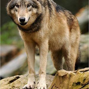 Canadian wolf at Wildpark Lüneburger Heide