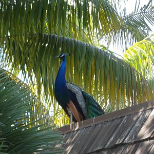Peafowl