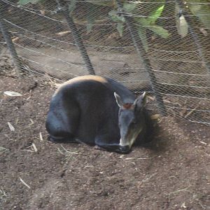 Yellow-Backed Duiker