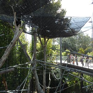 Angolan Colobus Monkey Exhibit