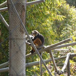 Wolf's Guenon