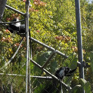 Angolan Colobus Monkey