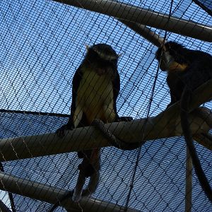 Wolf's Guenon