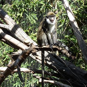 Lesser Spot-Nosed Guenon