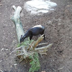 Yellow-Backed Duiker