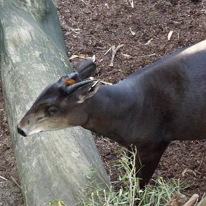 Yellow-Backed Duiker