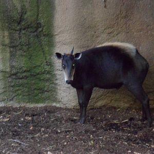 Yellow-Backed Duiker