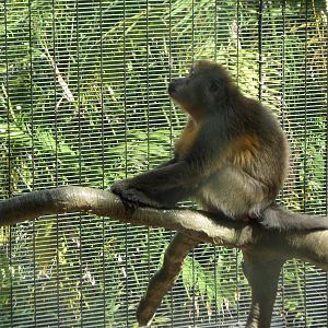 Golden-Bellied Mangabey