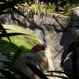 Orangutan Exhibit