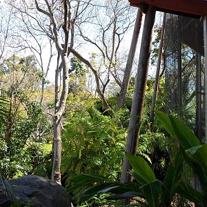 Golden-Bellied Mangabey Exhibit
