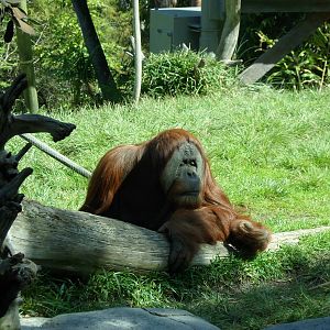 Orangutan