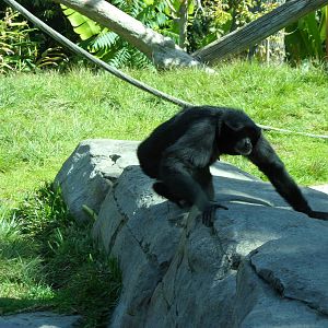 Siamang