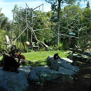 Orangutan Exhibit