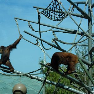 Orangutan