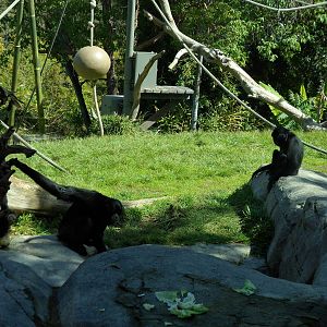 Siamang