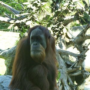 Orangutan